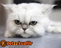 evcil hayvan makas traşı